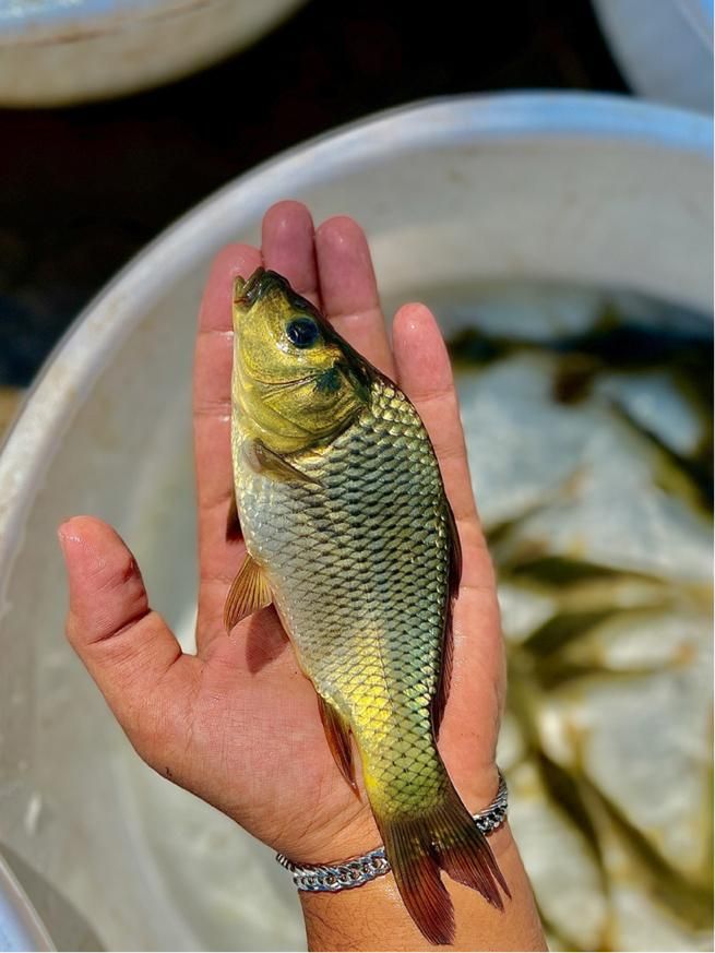کپور طلایی آمور لهستانی مناسب استخر کشاورزی|ماهی|مشهد, امام رضا (ع)|دیوار