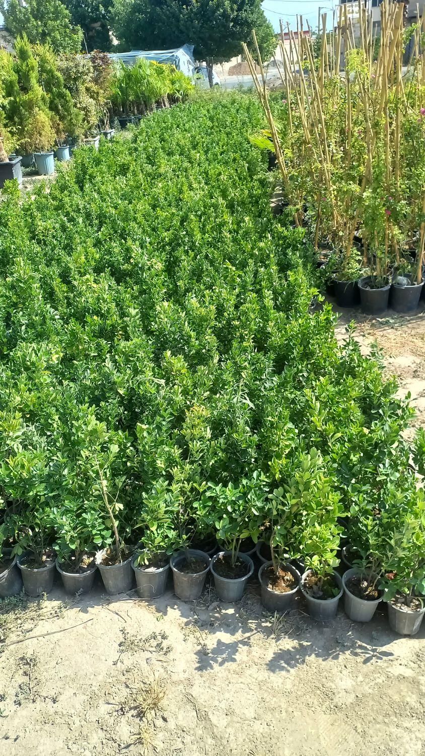 گل و گیاه نخل پالم نهال درخت شمشاد سبز و طلایی|گل و گیاه طبیعی|کرج, ملک‌آباد|دیوار