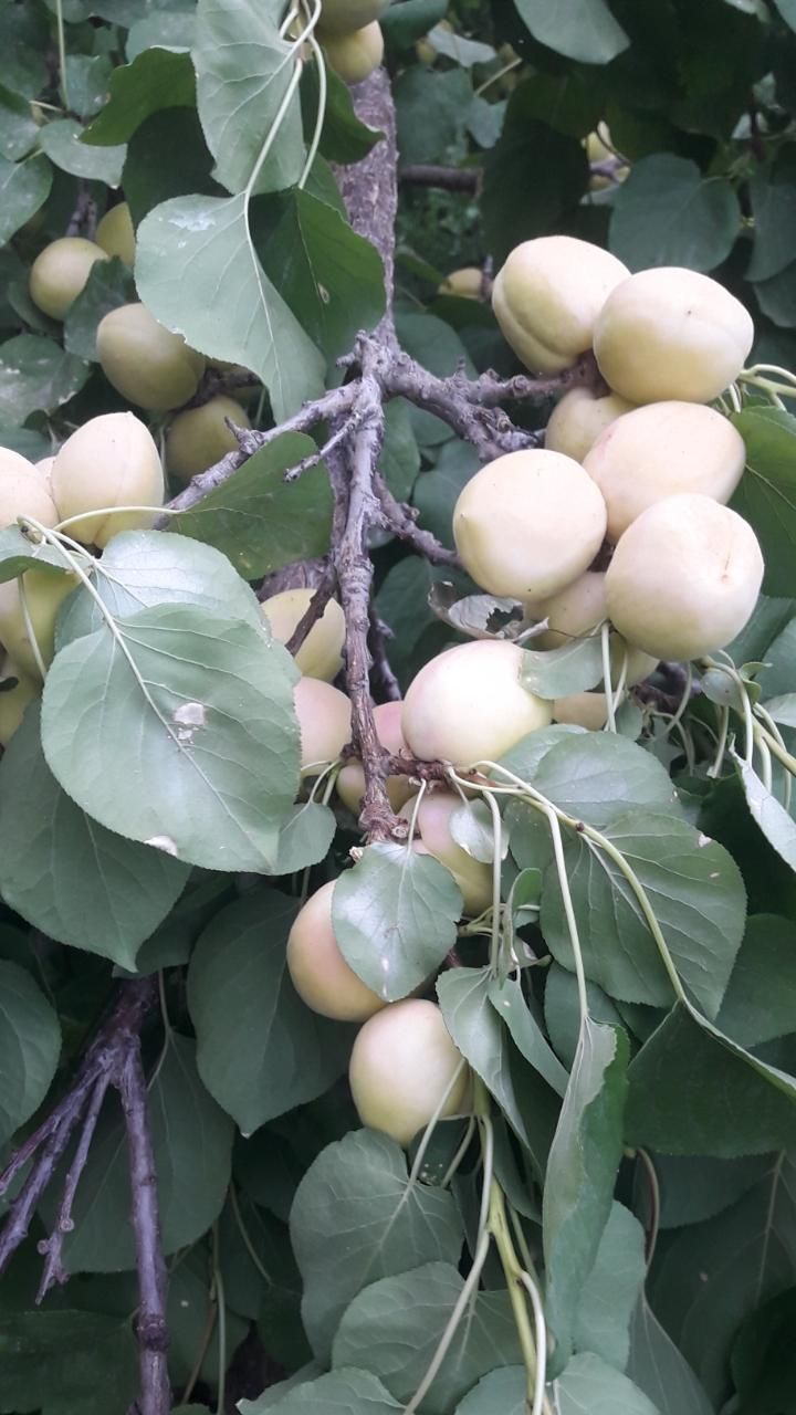 فروش باغچه در روستای خوش اب و هوای زواریان|فروش زمین و ملک کلنگی|قم, آزادگان|دیوار