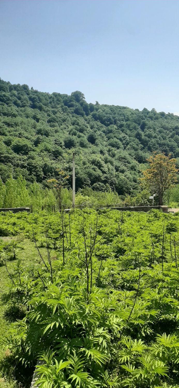 فروش ویژه ی زمین سنددار در سوادکوه|فروش زمین و ملک کلنگی|زیرآب, |دیوار