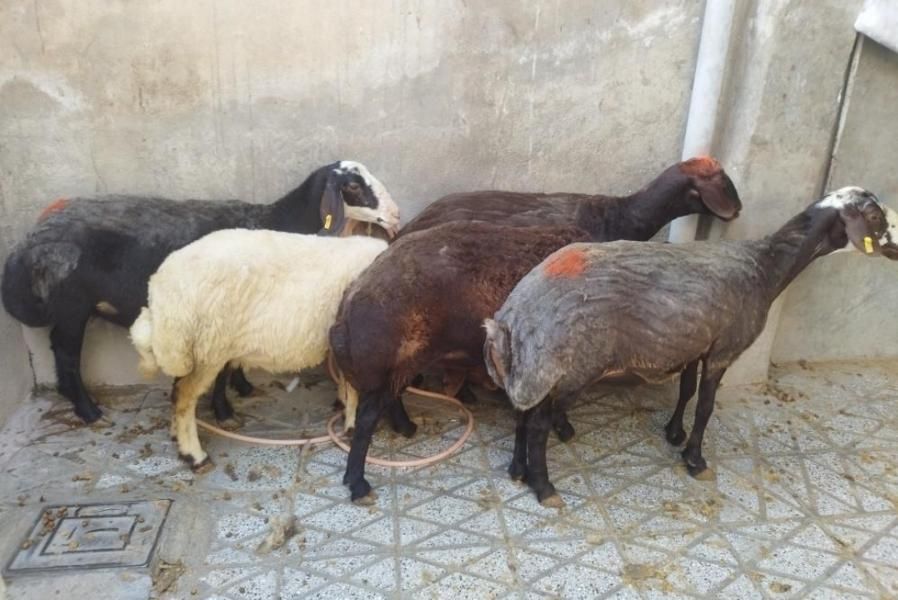 شیشکچاقوانواعگوسفند....|حیوانات مزرعه|بروجرد, |دیوار