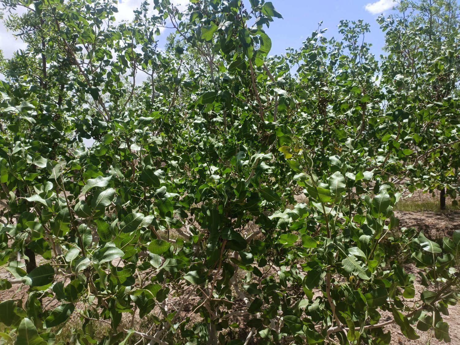 تصویر 4