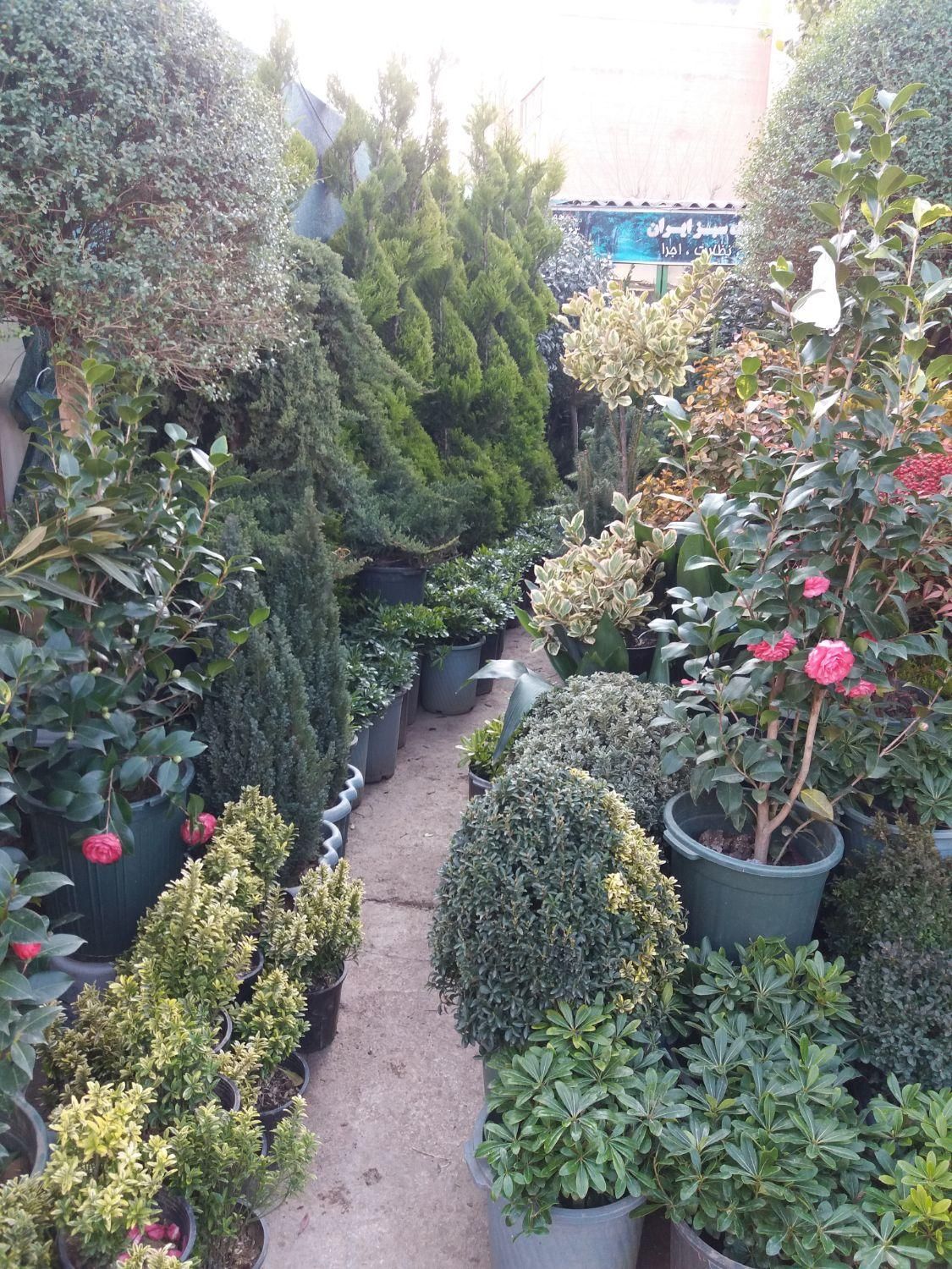کلیه کارهای باغبانی سم پاشی هرس کاری بیل زنی سوسک|خدمات باغبانی و درختکاری|تهران, مهران (سیدخندان)|دیوار