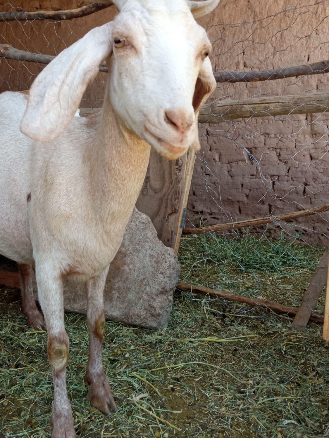 بز جوان|حیوانات مزرعه|رفسنجان, |دیوار