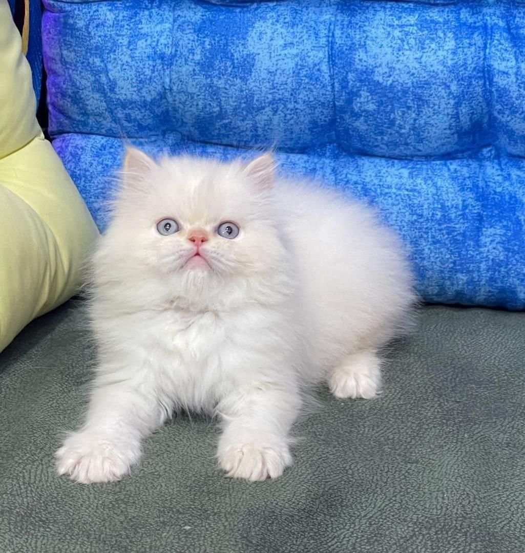 مجموعه گربه های نایس و دلربا|گربه|اصفهان, احمدآباد|دیوار