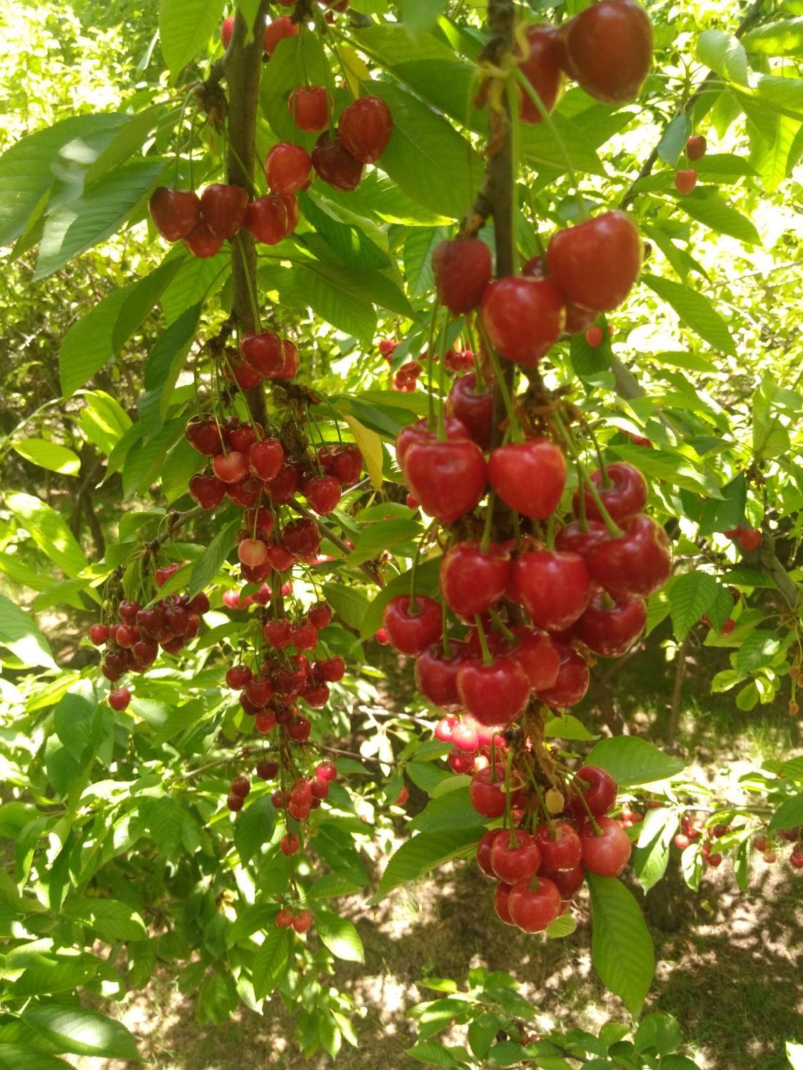 خدمات باغبانی گلبهار|خدمات باغبانی و درختکاری|گلبهار, |دیوار