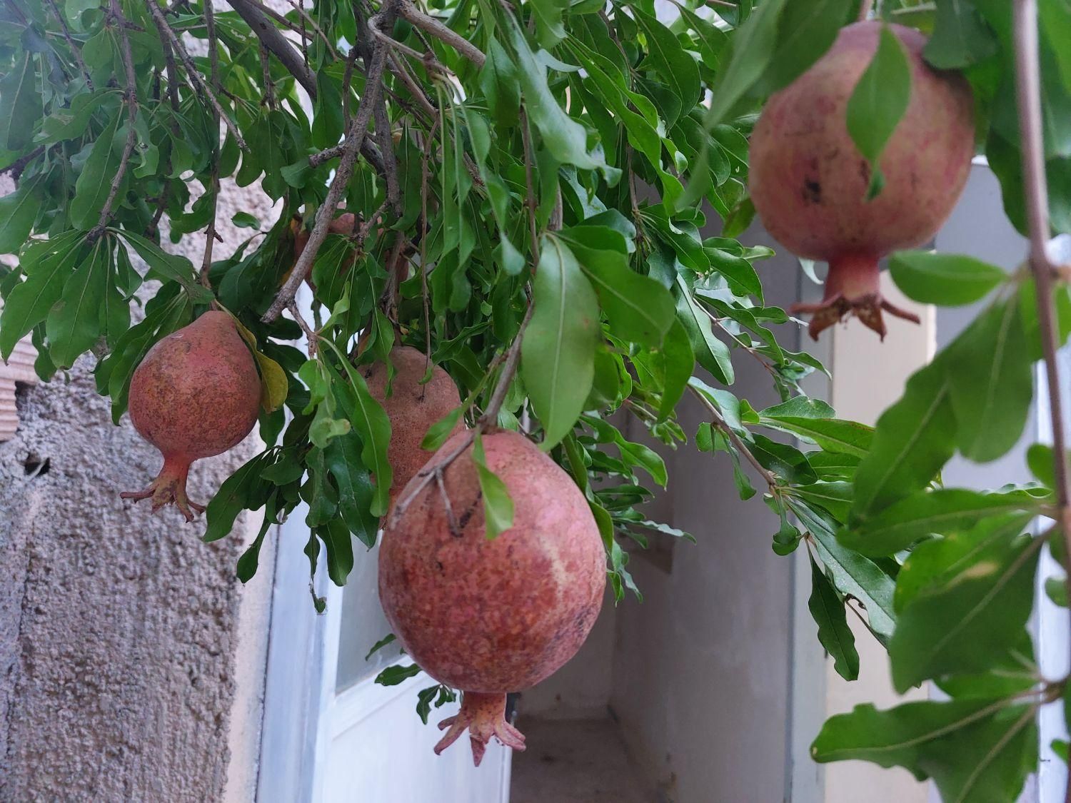 سوئیت منزل دربست / با پارکینگ|اجارهٔ کوتاه‌مدت آپارتمان و سوئیت|فردوس (خراسان), |دیوار