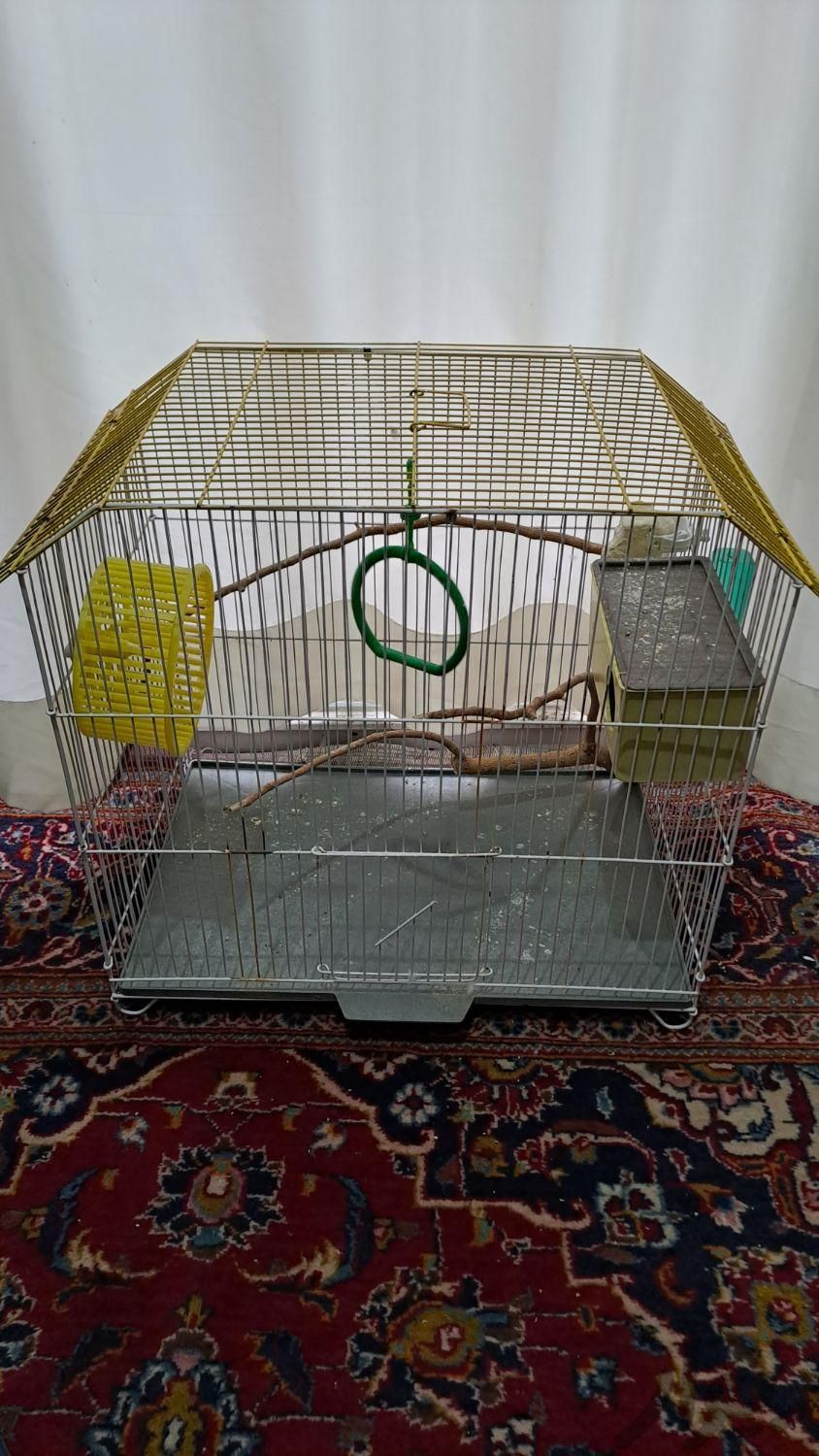فنچ و قفس ۳۰۰هزار|پرنده|تهران, دانشگاه علم و صنعت|دیوار