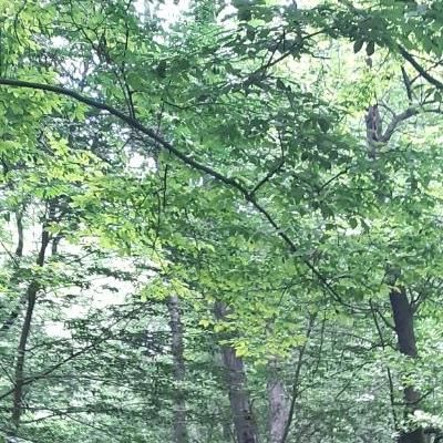 لطفا دعا کنید پول خونه ای که میخوام بخرم جور بشه|فعالیت داوطلبانه|تهران, مهران (سیدخندان)|دیوار