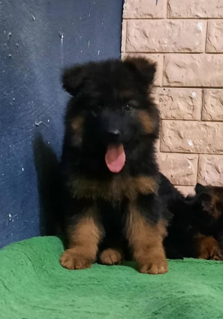 پرورش ژرمن- رتوایلر -دوبرمن و کنکورسو ۶۰ روزه|سگ|اهواز, کیانپارس |دیوار