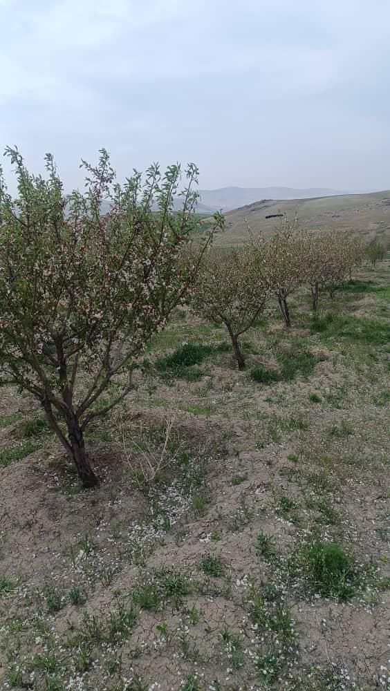 فروش باغ ۵ ساله تحت پمپاژ هولاسو|فروش زمین و ملک کلنگی|شاهین دژ, |دیوار
