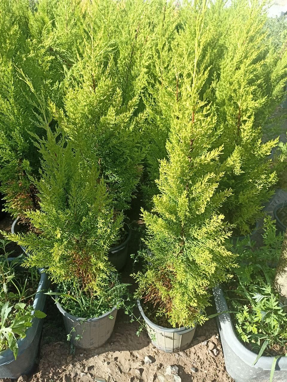 لاوسن|گل و گیاه طبیعی|کرج, ملک‌آباد|دیوار