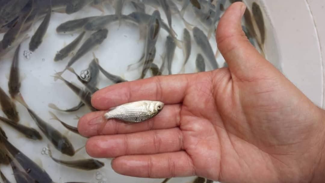 بچه ماهی کپور|ماهی|تهران, امیریه|دیوار