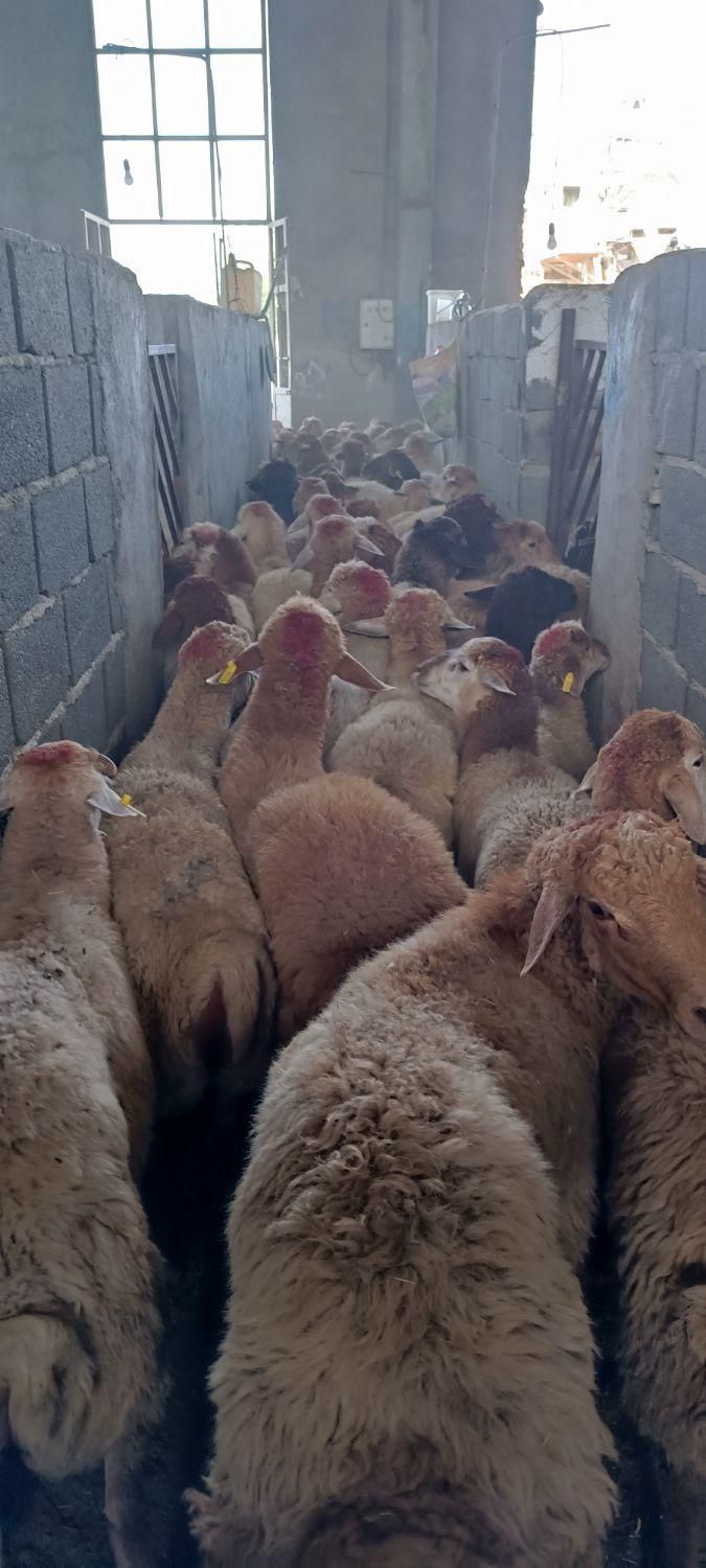 گوسفند زنده سید|حیوانات مزرعه|باقرشهر, |دیوار