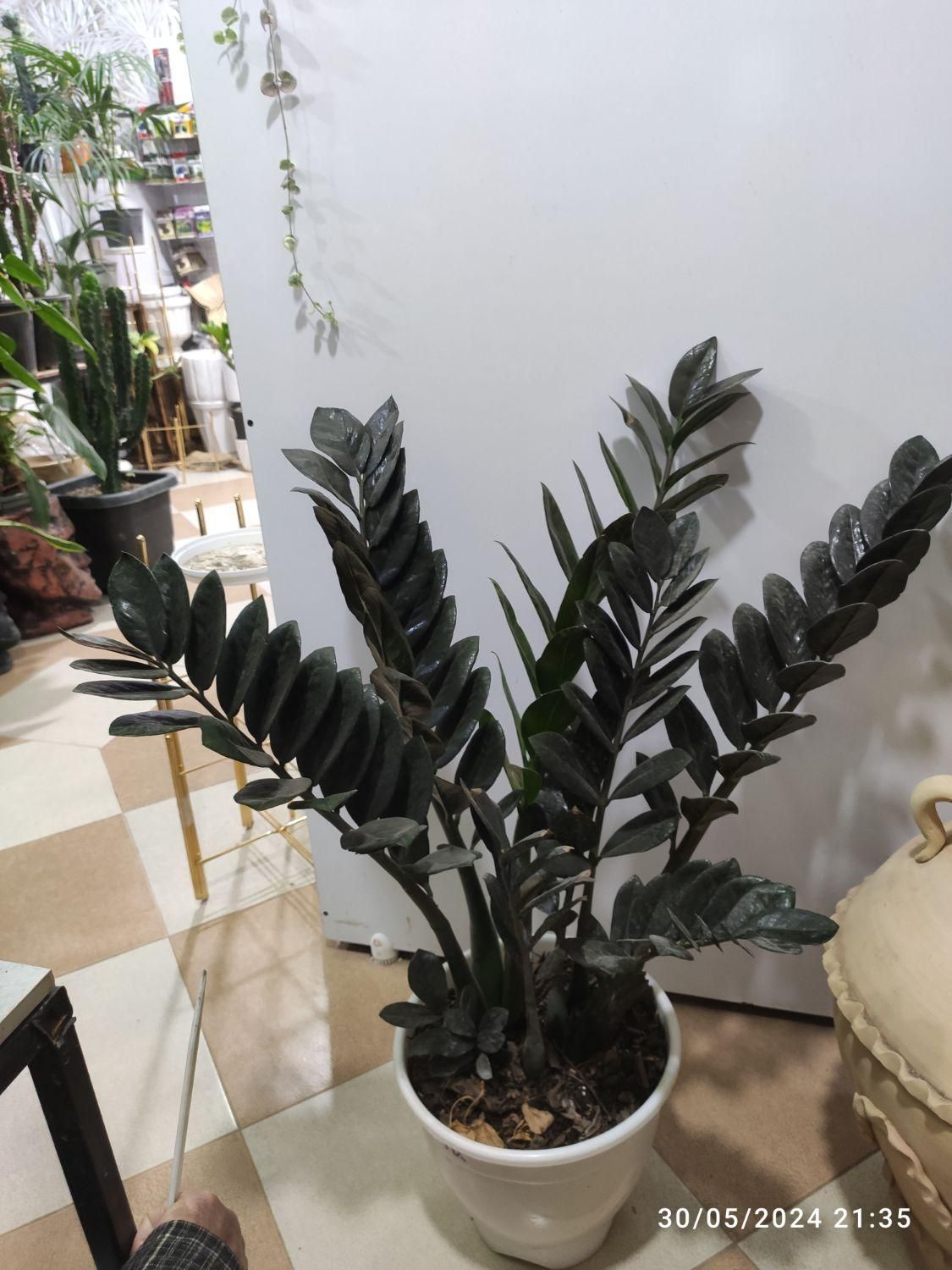 زاموفیلیا|گل و گیاه طبیعی|کرمان, |دیوار