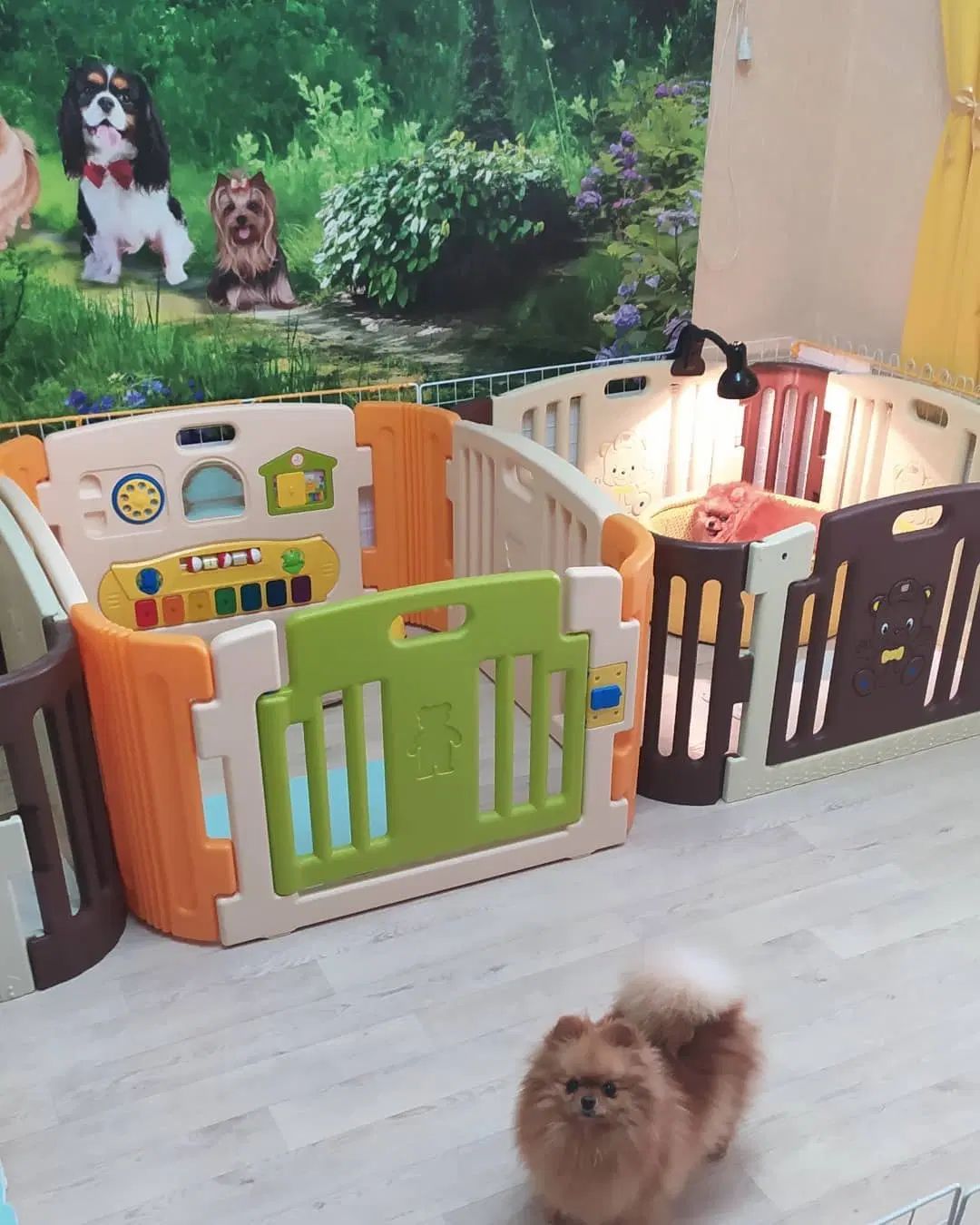 دنیای توله پامر خرسی پامرانین خرسی|سگ|تهران, شهرک غرب|دیوار