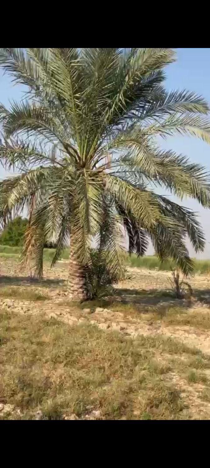 اگرمیخواهید نخلستان زیبا داشته باشیدبا ما|خدمات باغبانی و درختکاری|رامهرمز, |دیوار