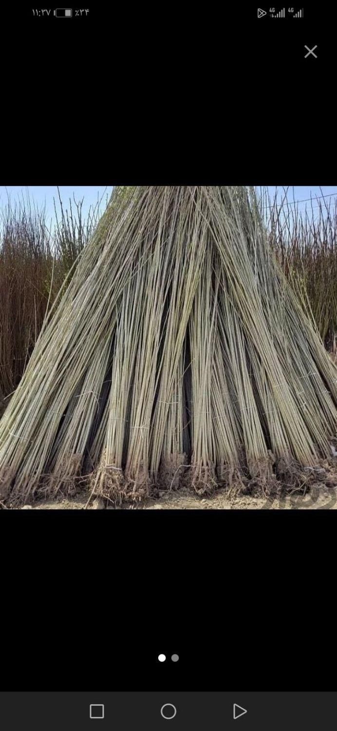 نهال چنار صنوبر و انواع میوه|خدمات باغبانی و درختکاری|خلخال, |دیوار