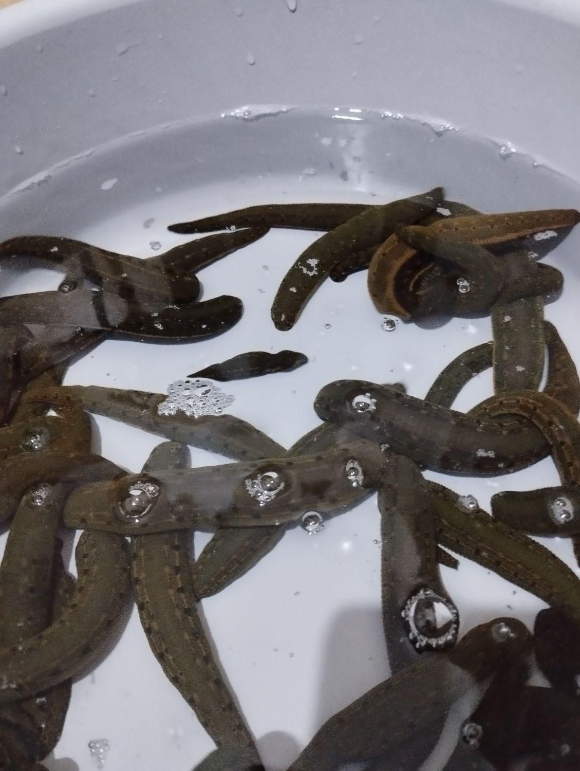 فروش زالو آماده آرایشی و طبی شلکا‌«جراح کوچک »|عمده‌فروشی|تهران, جوادیه تهرانپارس|دیوار