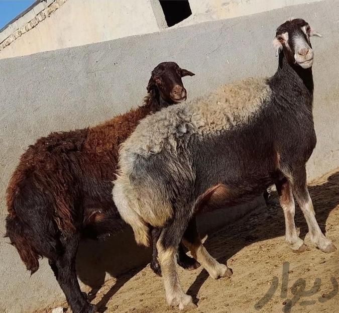 گوسفند زنده باباسکول وقصاب اعزام به محل شکم خالی|حیوانات مزرعه|کرج, شهرک آسمان|دیوار