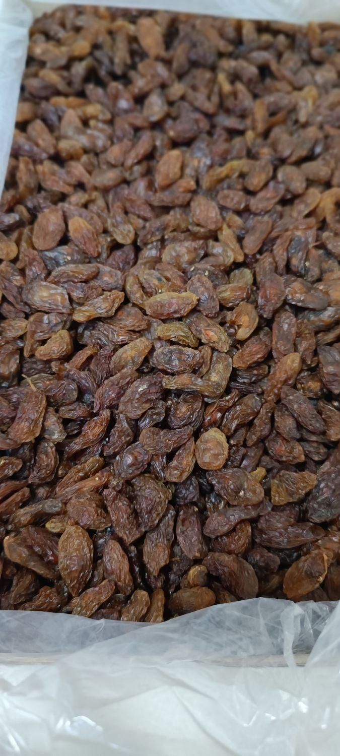 کشمش آفتابی/خوراکی/آبگیری/سایه خشک|خوردنی و آشامیدنی|گرگان, |دیوار