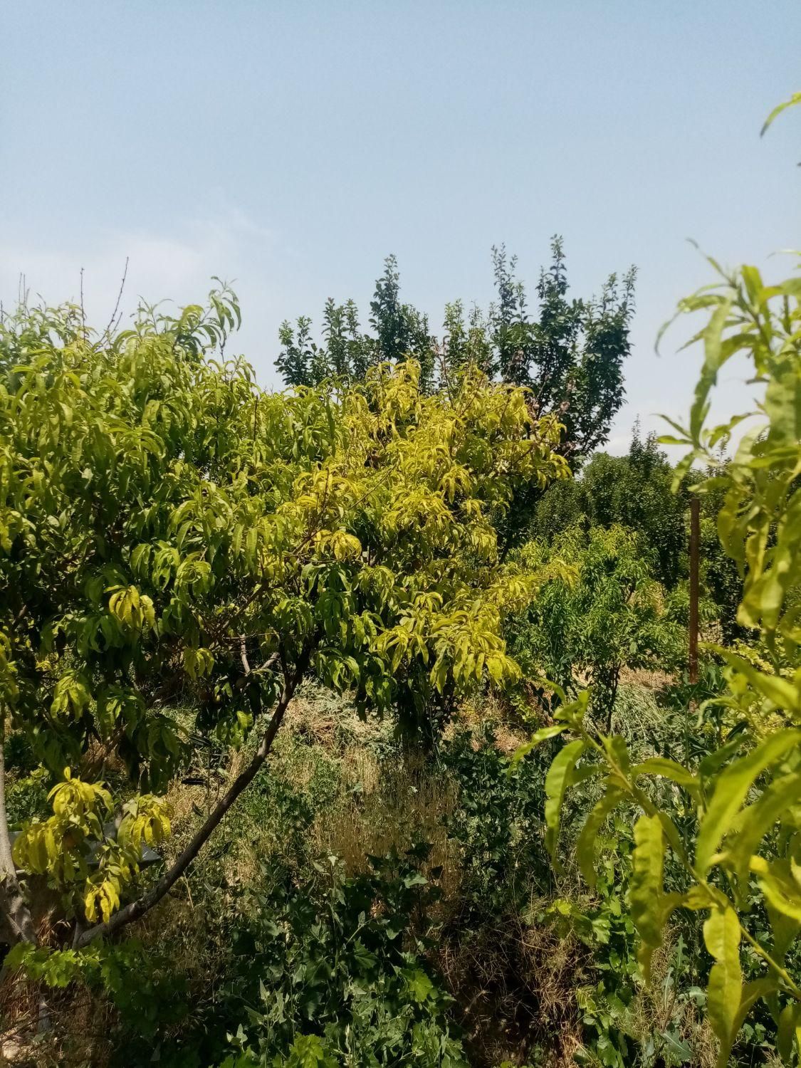 باغ قدیمی۳۵۰ متری/برق پای ملک/سند عرصه و اعیان|فروش زمین و ملک کلنگی|شهریار, |دیوار