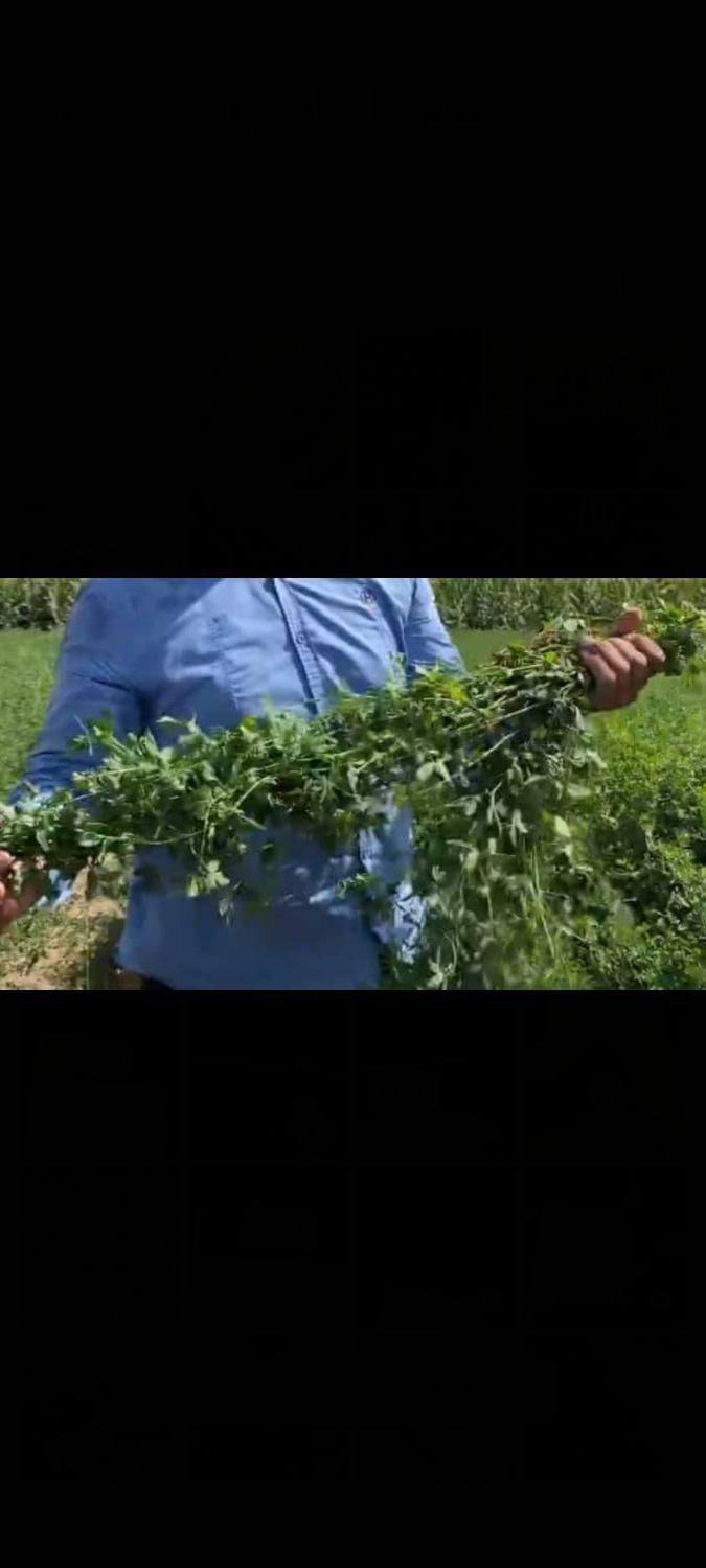 تخم علف اصیل بم باردهی تابستان زمستان|خدمات باغبانی و درختکاری|بم, |دیوار