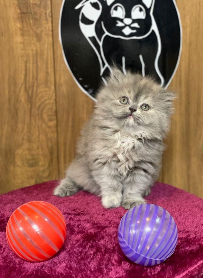 بچه گربه های نژاد دار و زیبا|گربه|بندر انزلی, چهارفریضه|دیوار