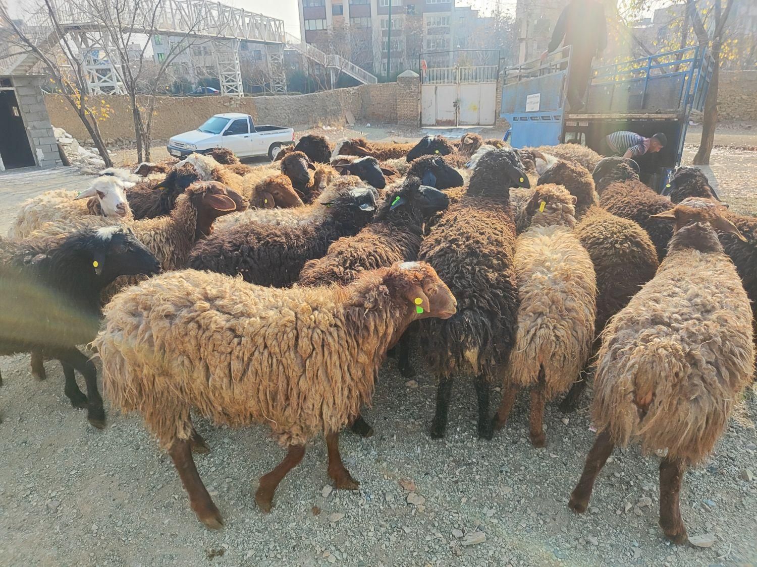گوسفند زنده بابارکدتاییدییه دامپزشکی« برای قربانی»|حیوانات مزرعه|تهران, مجیدیه|دیوار