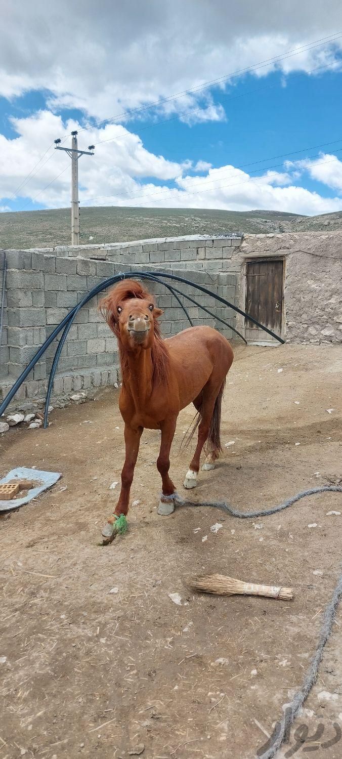 اسب نر سه ساله|اسب و تجهیزات اسب سواری|ماکو, |دیوار