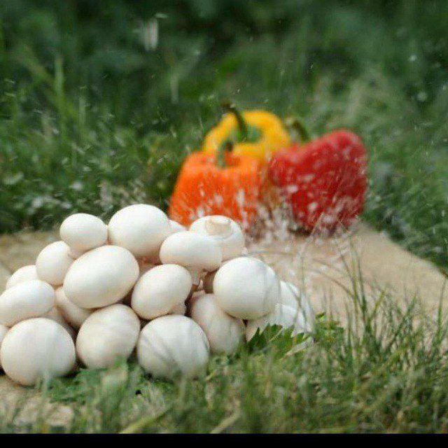 اجاره مرغداری برای پرورش قارچ|اجارهٔ دفتر صنعتی، کشاورزی، تجاری|اصفهان, بهاران|دیوار