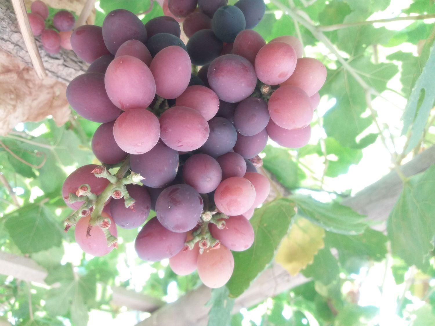 نهال انگور و انار|گل و گیاه طبیعی|اصفهان, ارداجی|دیوار