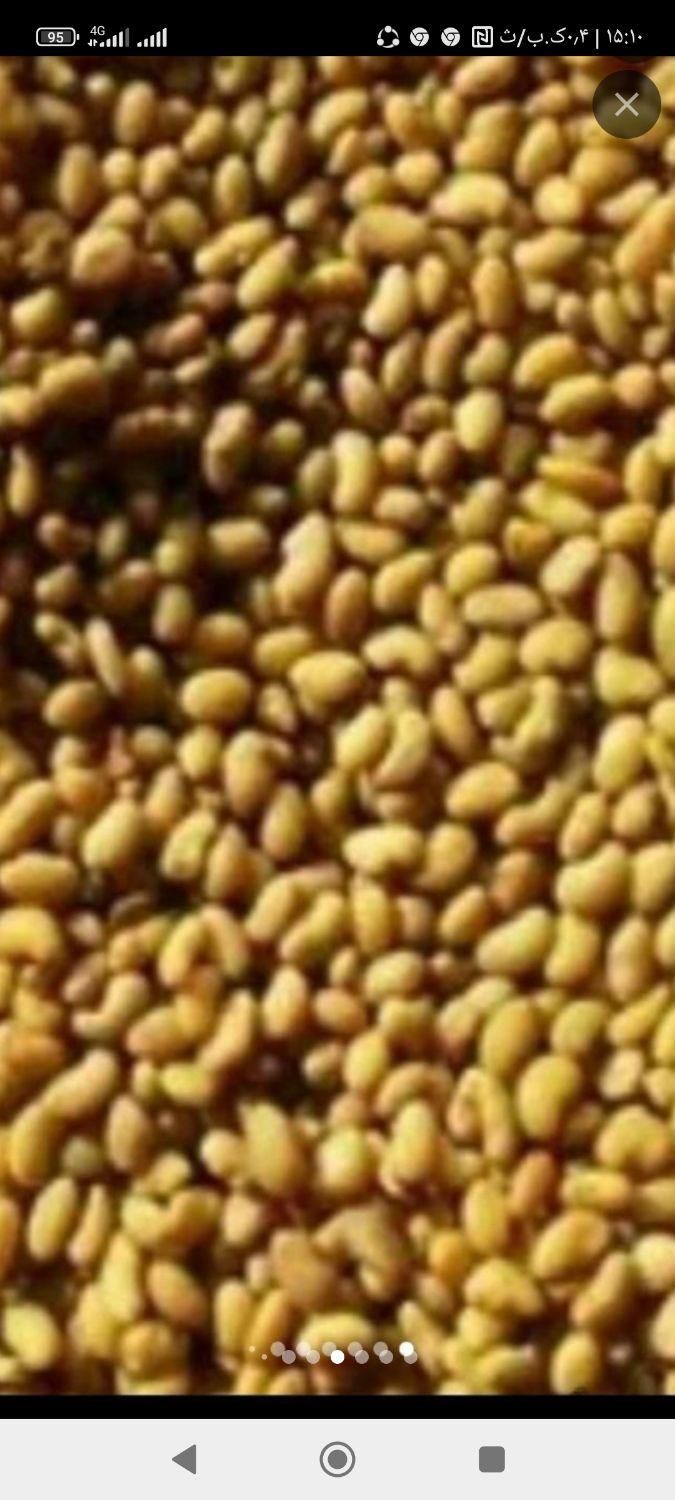 تخم علف اصیل بم باردهی تابستان زمستان|خدمات باغبانی و درختکاری|بم, |دیوار