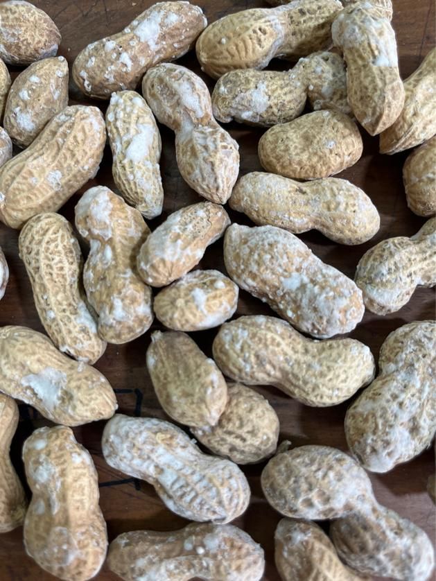 بادام زمینی تخمه شمشیری مناسب وانتی و دست فروش|خوردنی و آشامیدنی|تهران, یاخجی آباد|دیوار