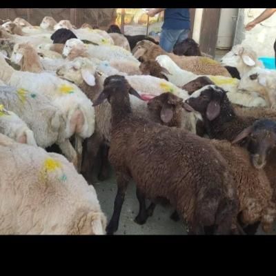 گوسفند چاق وچله قبراق تعاونی بشرط نصف گوشت|حیوانات مزرعه|مشهد, نوید|دیوار