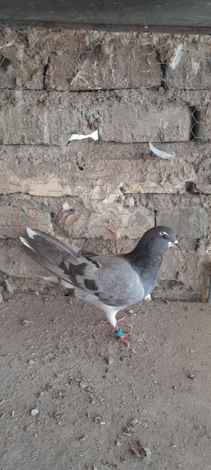 دمگیر|پرنده|اصفهان, پوریای ولی|دیوار