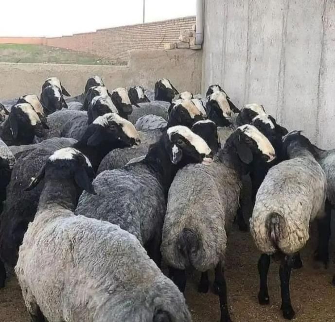 ثبت سفارش گوسفند زنده تحویل در محل سرساعت|حیوانات مزرعه|کرج, مهرویلا جنوبی|دیوار