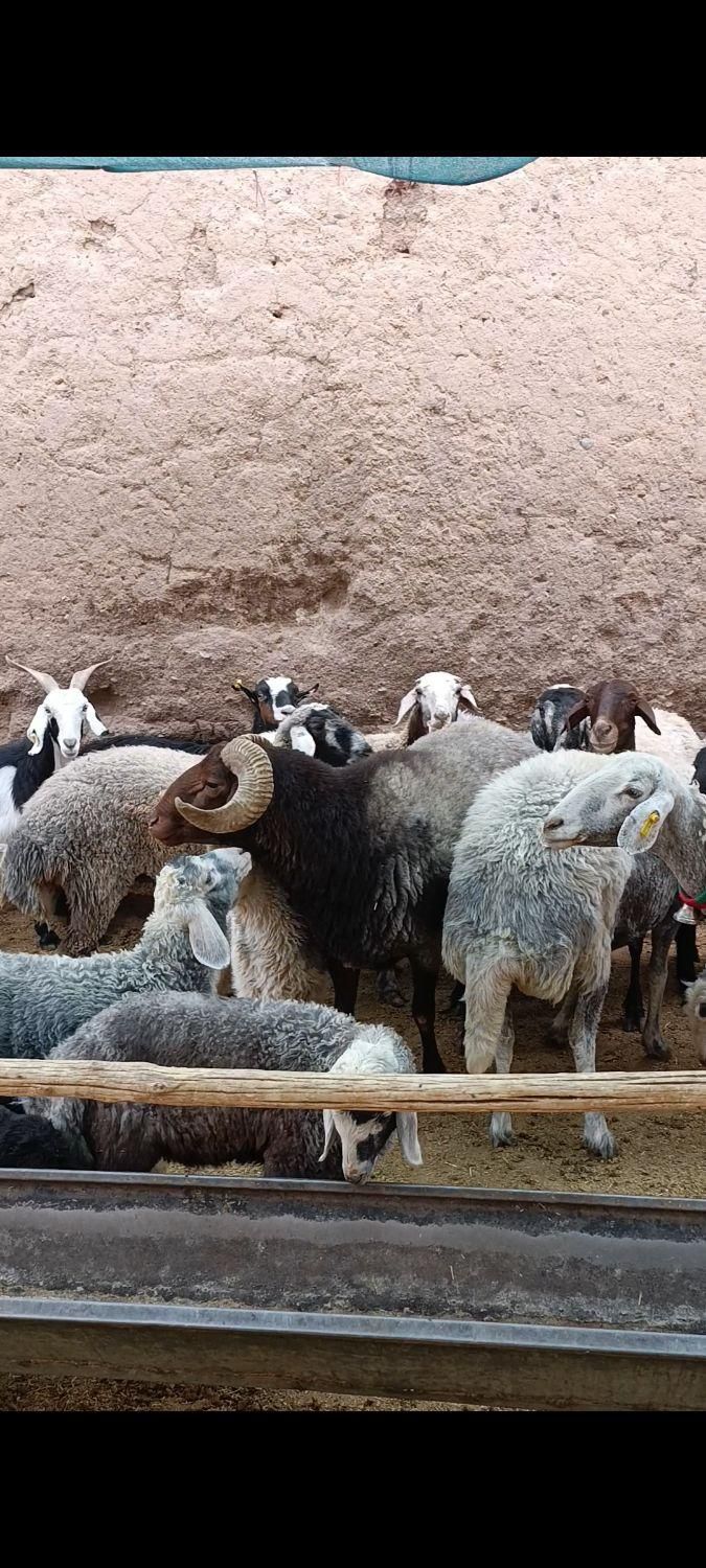 میش بز گوسفند بره|حیوانات مزرعه|اصفهان, دهنو (محمدآباد)|دیوار