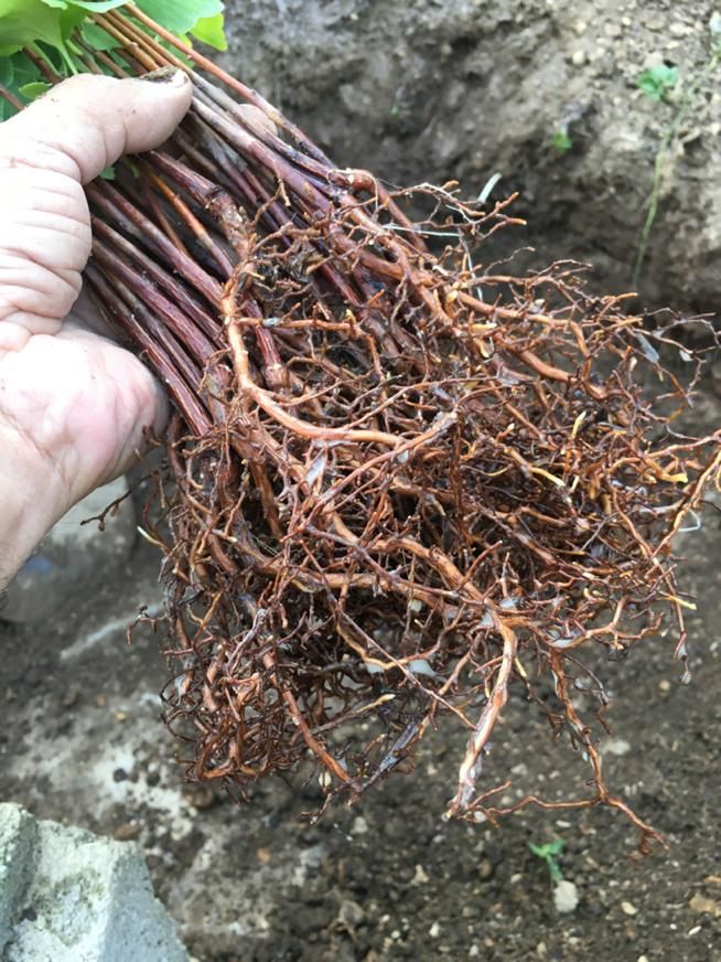 نهال ژینگو/جینکو|خدمات باغبانی و درختکاری|رشت, کوی حسینی|دیوار