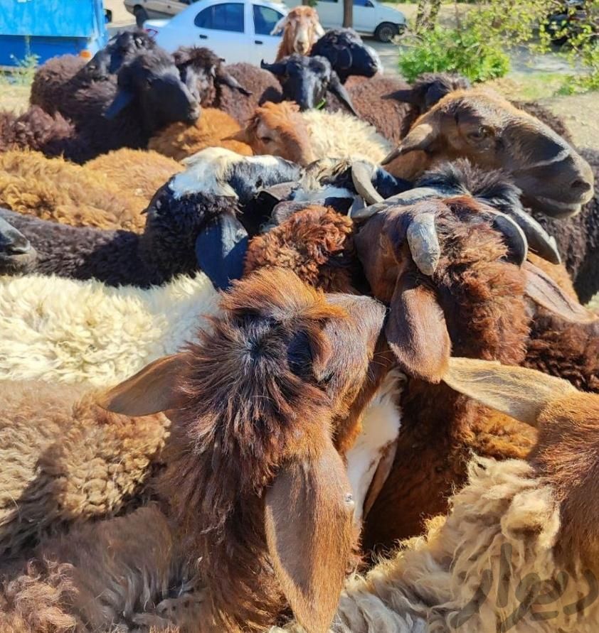 کلیه نژادهای مختلف گوسفند گوشتی پرواری زنده و چاق|حیوانات مزرعه|تهران, باغ فیض|دیوار