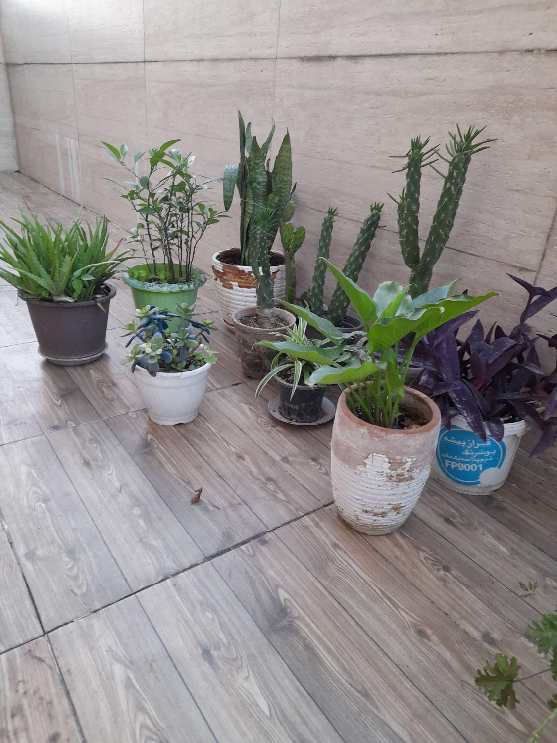 گل طبیعی|گل و گیاه طبیعی|رشت, نظری|دیوار