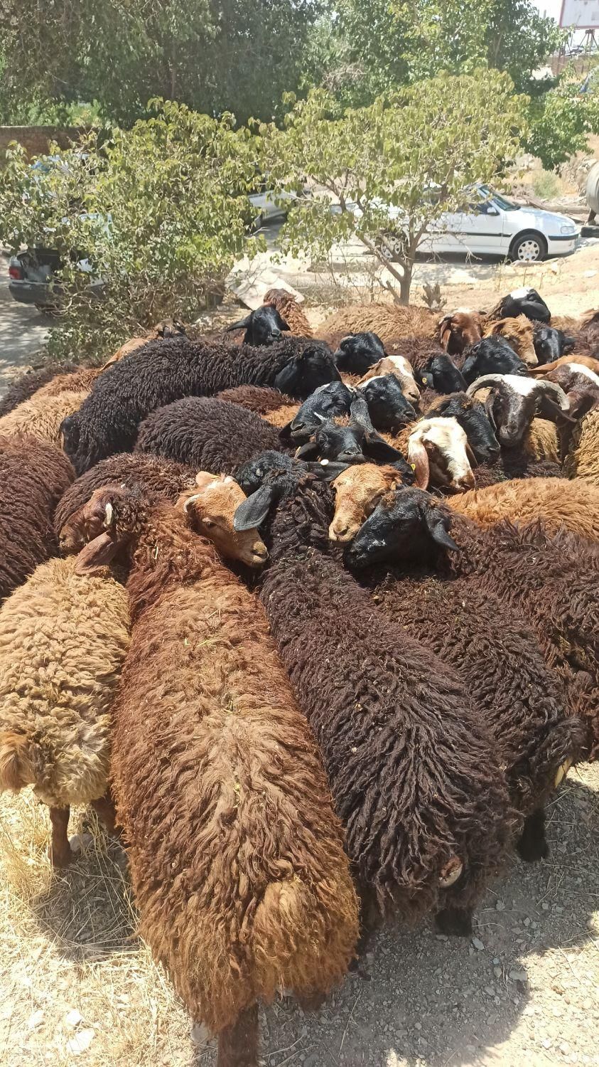 افشاری گوسفند در تهران زنده مغانی کردستانی|حیوانات مزرعه|تهران, کاج|دیوار