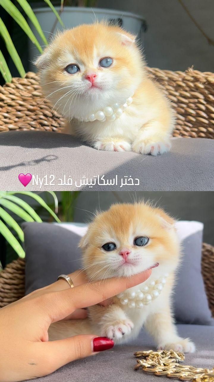 بچه گربه های اگزاتیک پرشین اسکاتیش گوگول|گربه|اصفهان, آبشار|دیوار