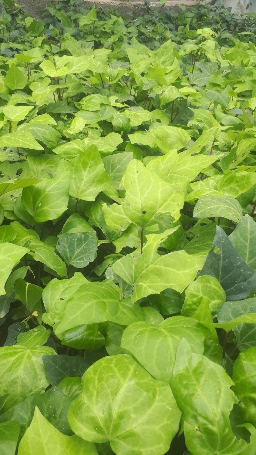 گیاه پاپیتال|خدمات باغبانی و درختکاری|تهران, وردآورد|دیوار