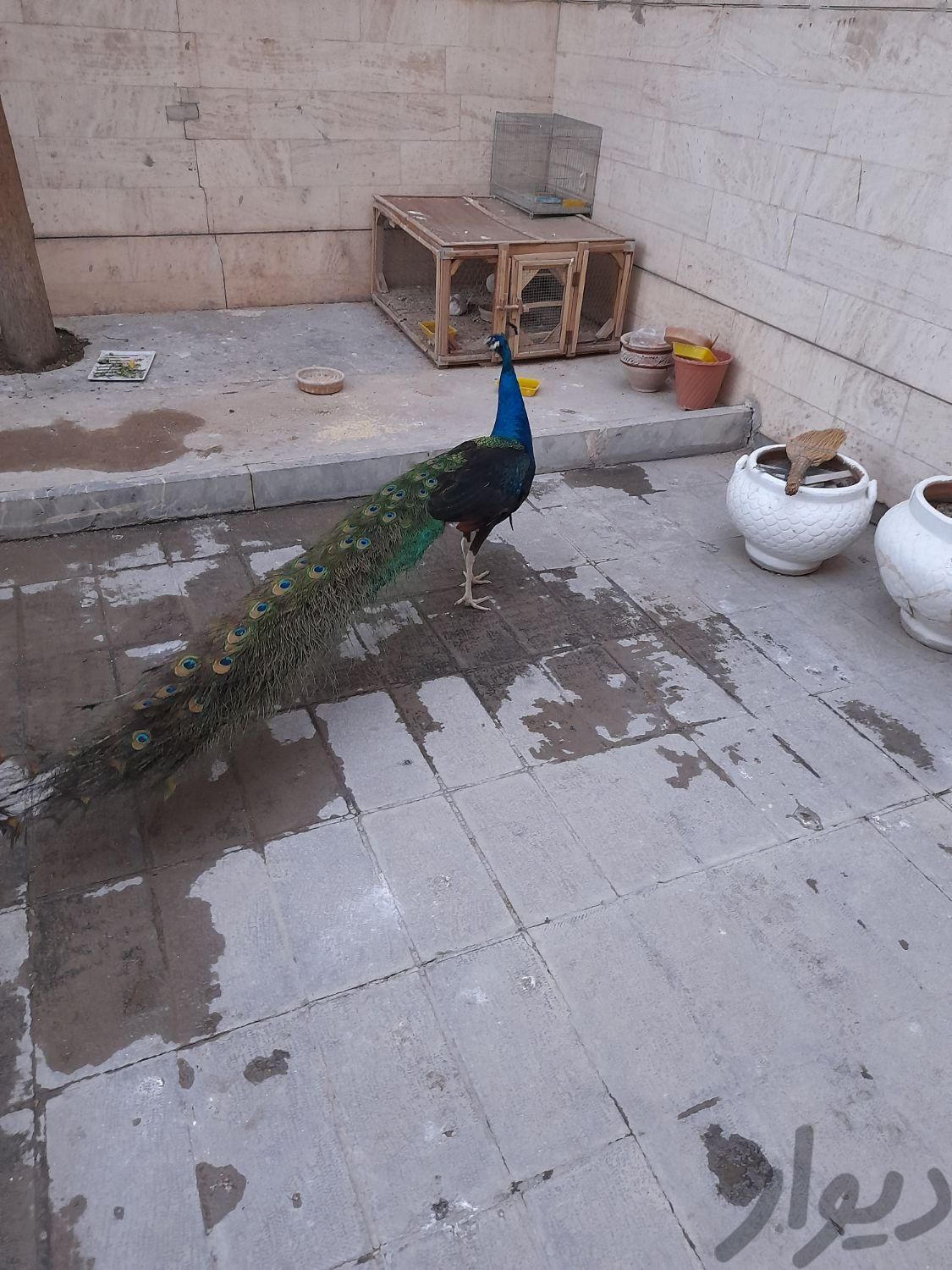 طاووس|پرنده|اصفهان, ناژوان|دیوار