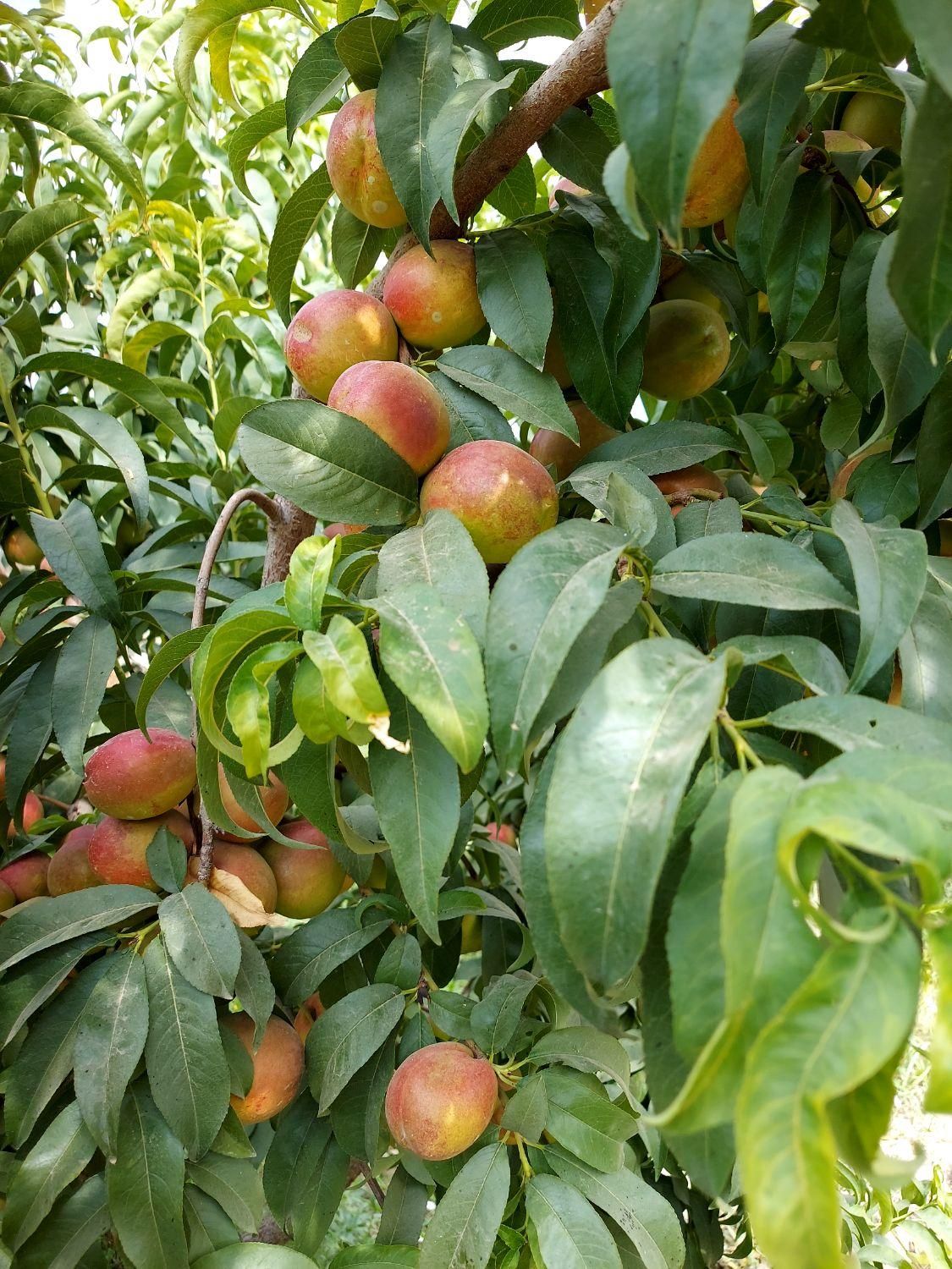 زمین مسکونی ۳۷۵ متر(سند تک برگ) غرب استان تهران|فروش زمین و ملک کلنگی|تهران, جنت‌آباد شمالی|دیوار