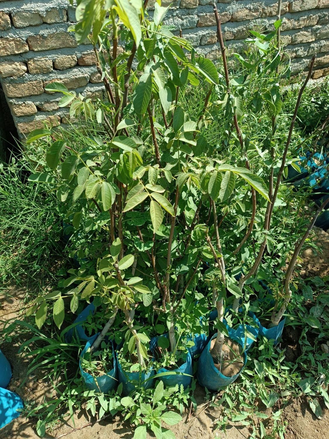 نهال ازگیل عناب میوه و پسته|خدمات باغبانی و درختکاری|تاکستان, |دیوار