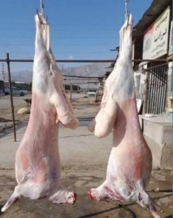 باغستان گلشهر بهشتی عظیمیه آزادگان گوسفند زنده|حیوانات مزرعه|کرج, حصارک بالا|دیوار