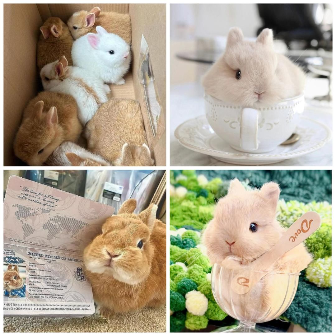 پشمالوهای نژاددار(کارت دامپزشکی)|موش و خرگوش|کاشان, آیت الله سعیدی|دیوار