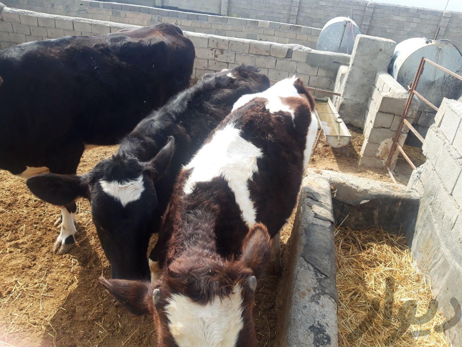 گوساله ۳۰۰ کیلویی|حیوانات مزرعه|بجنورد, |دیوار